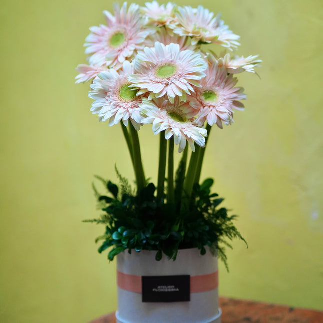 Daisy Garden