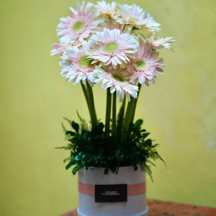 Daisy Garden